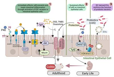 Interactions between the gut microbiota-derived functional factors and intestinal epithelial cells – implication in the microbiota-host mutualism